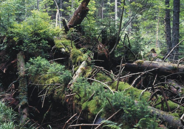 "Es sollte ein Waldgebiet geschafft werden, in dem die Bäume hunderte Jahre alt werden. Leider ist das aber nicht der Fall." Foto: Archiv