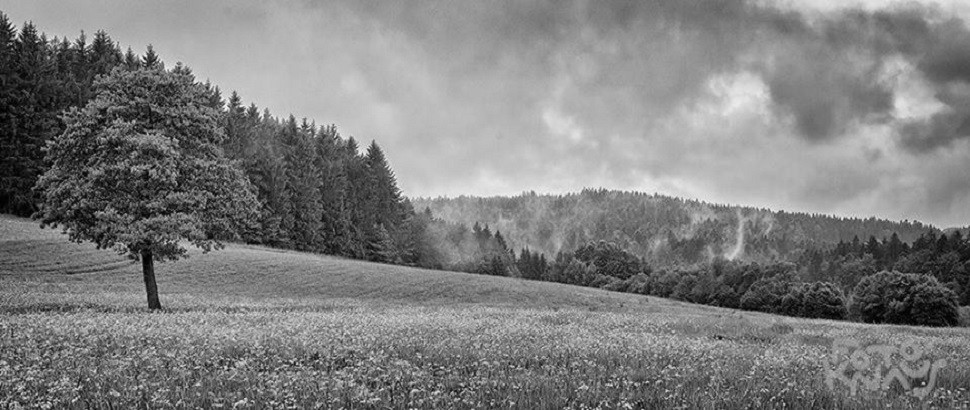 Da Knaus der Woche: Rotbacher Waldwiesen in Schwarz-Weiß - und in Farbe