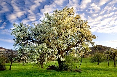 imposanter blühender Birnbaum