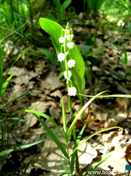 Die Blätter des stark giftigen Maiglöckchens (Convallaria majalis) werden oft mit denen des Bärlauchs verwechselt. 2014 war das Maiglöckchen Giftpflanze des Jahres.
